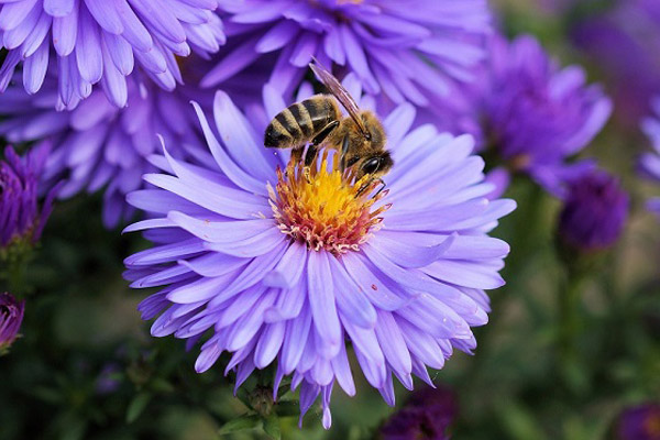 Pollinators Important