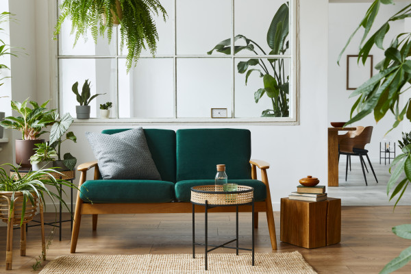 Indoor Plants into Your Space