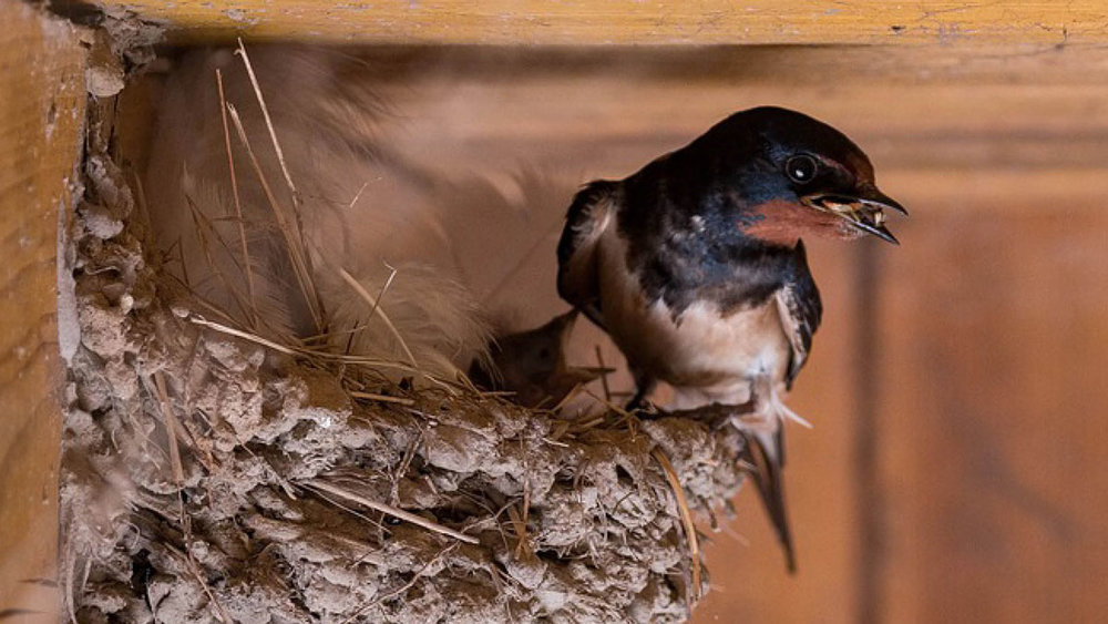 Birds in home