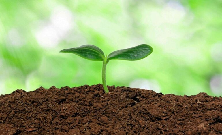 When Is The Use Of Enzymatic Maintenance Powders Effective Following A Deep Root Cutting Service?
