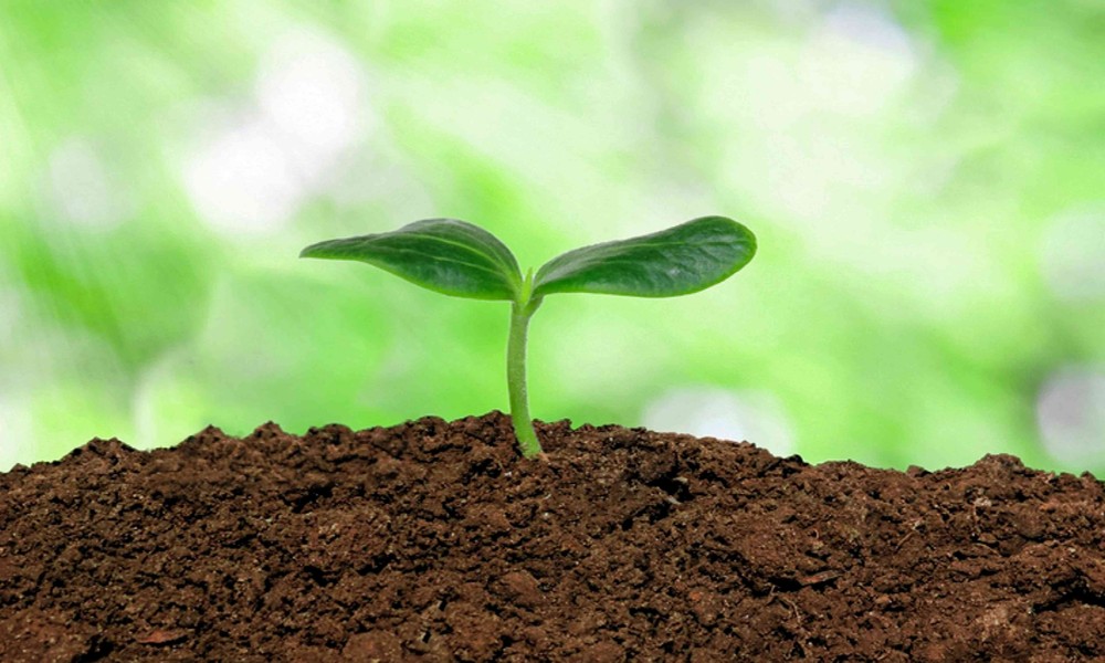 When Is The Use Of Enzymatic Maintenance Powders Effective Following A Deep Root Cutting Service?